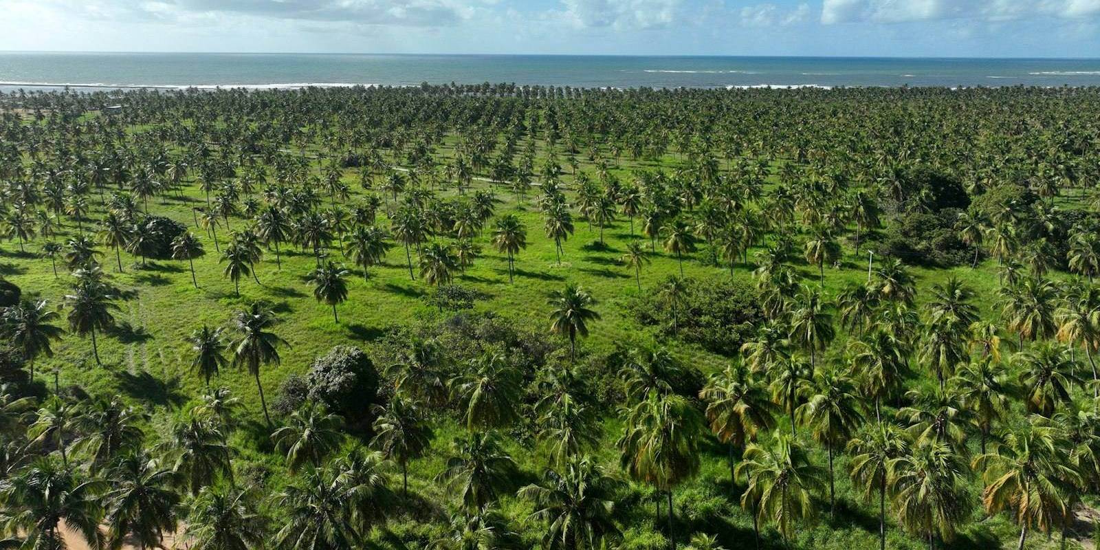 Coconut palms in Sri Lanka's coconut triangle