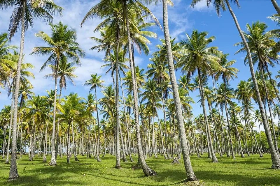 ceylon coconut tress